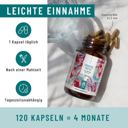 Meeresperle Einnahme