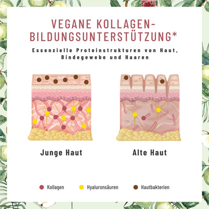 Glanzvoll Vegane-Kollagen-Bildungsunterstuetzung Kollagen 