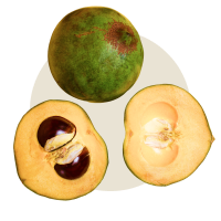 Lucuma