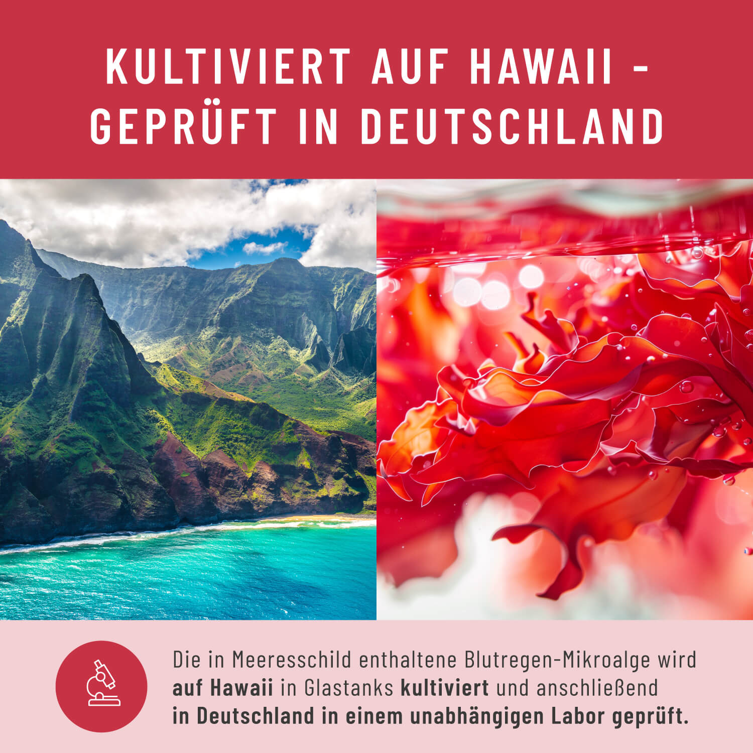 MESC Meeresschild Creatives Onlineshop 