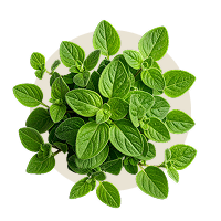 200 g Oregano (frisch)