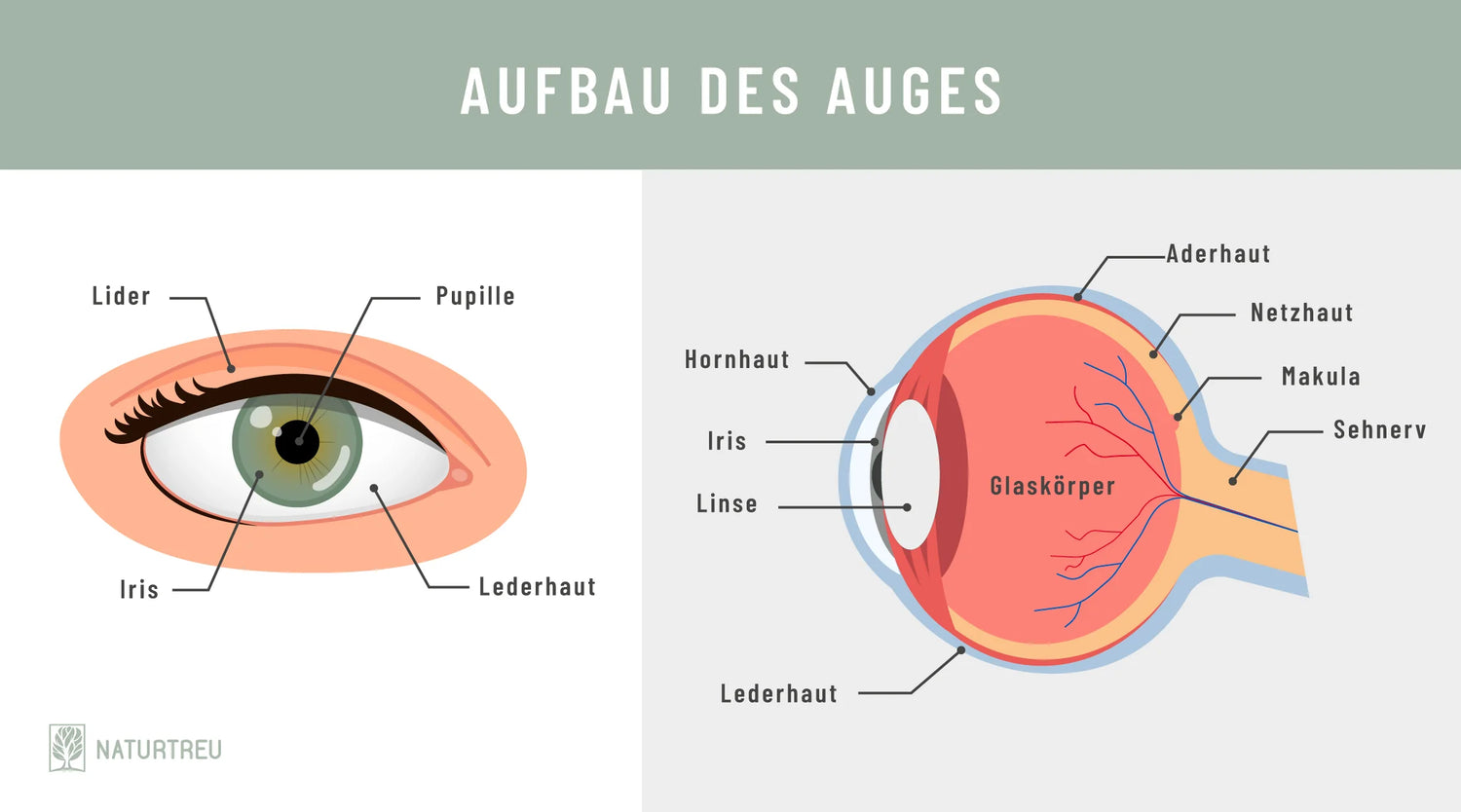 Die verschiedenen Bestandteile des Auges