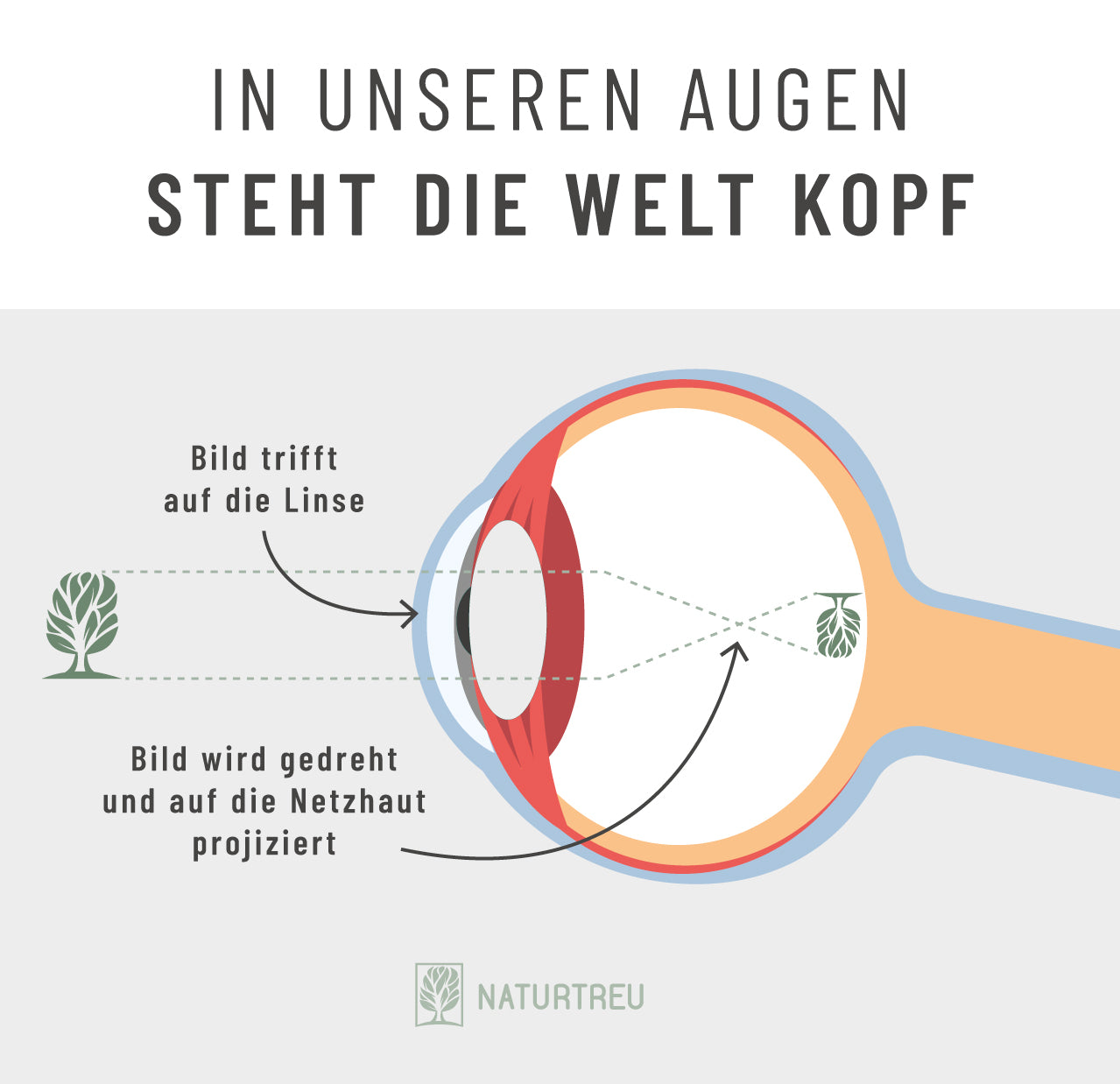 Spiegelverkehrtes Bild auf der Netzhaut