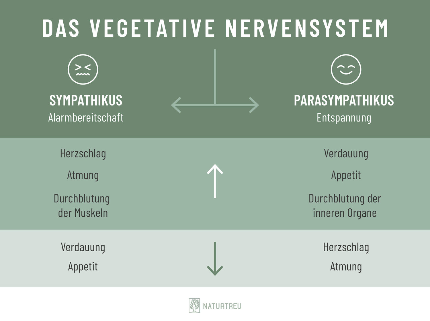 Vegetatives-Nervensystem
