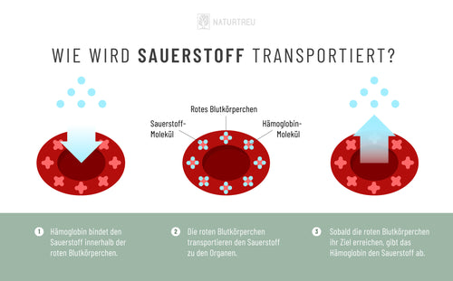 B12 trägt durch die Bildung roter Blutkörperchen dazu bei, Sauerstoff zu transportieren. B12 ist an der Bildung von roten Blutkörperchen beteiligt.
