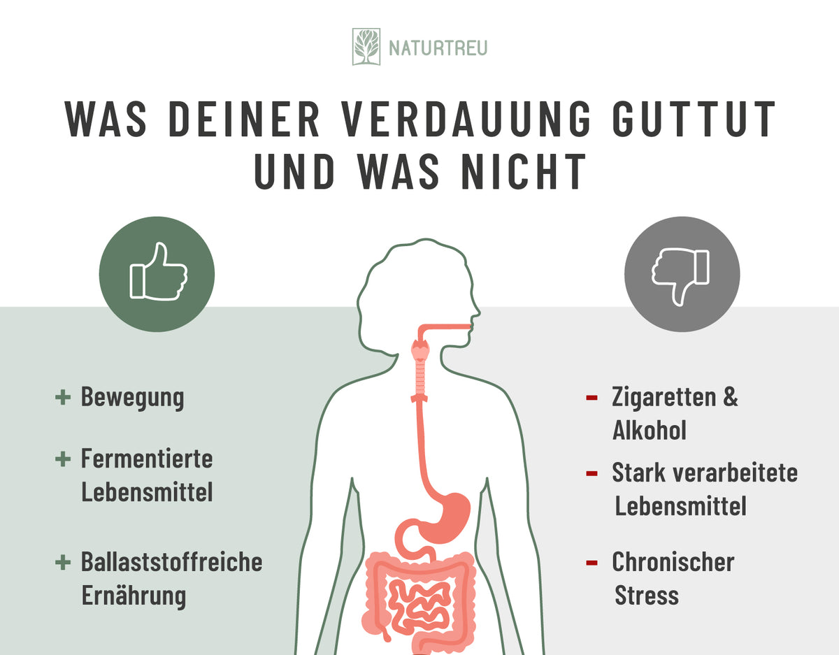 Was deiner Verdauung guttut – und was nicht Tipps für das Mikrobiom